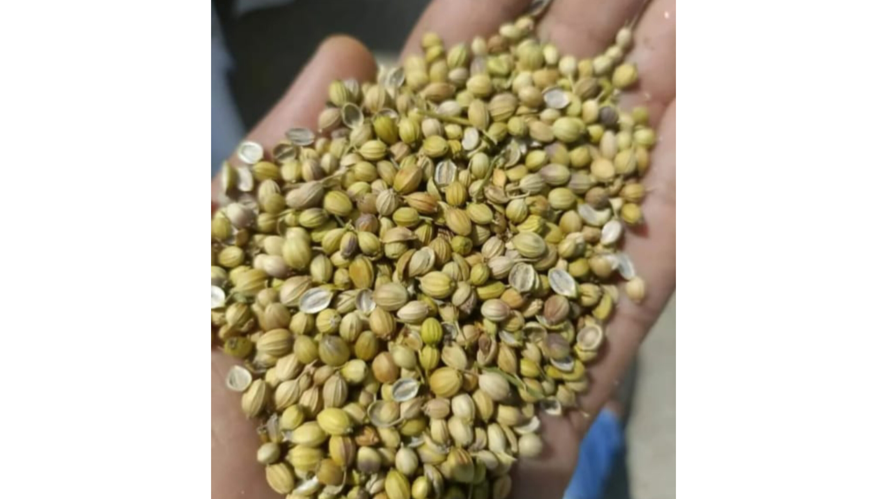 Coriander