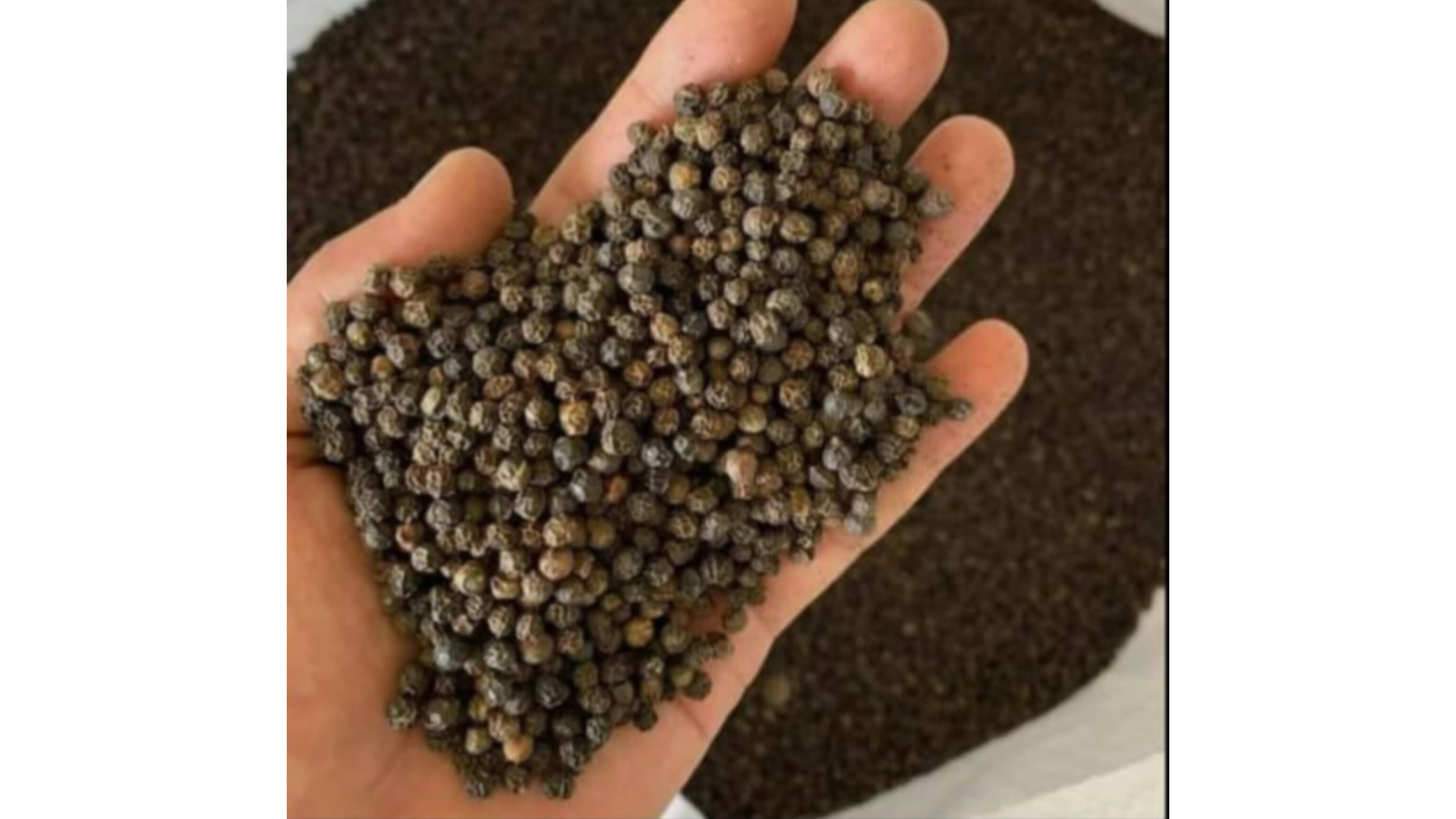 Black Pepper