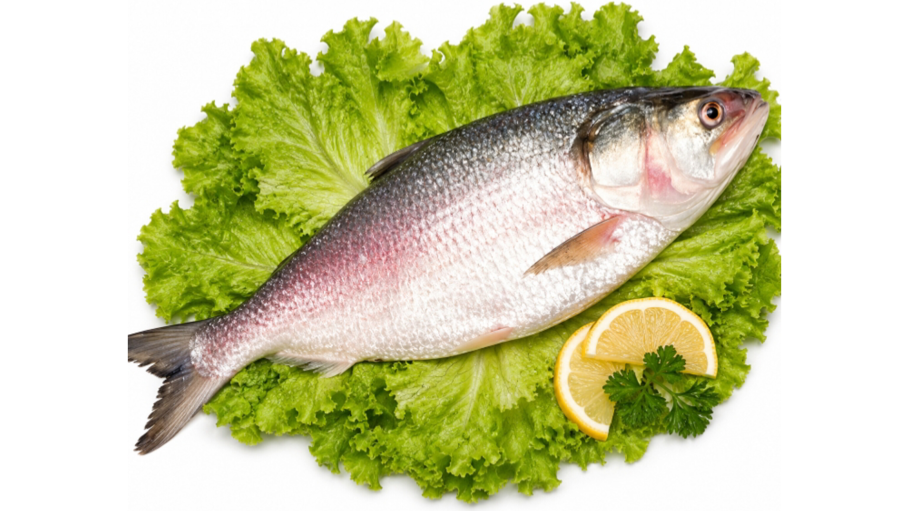 Hilsa/ ilish / ইলিশ -  Fish