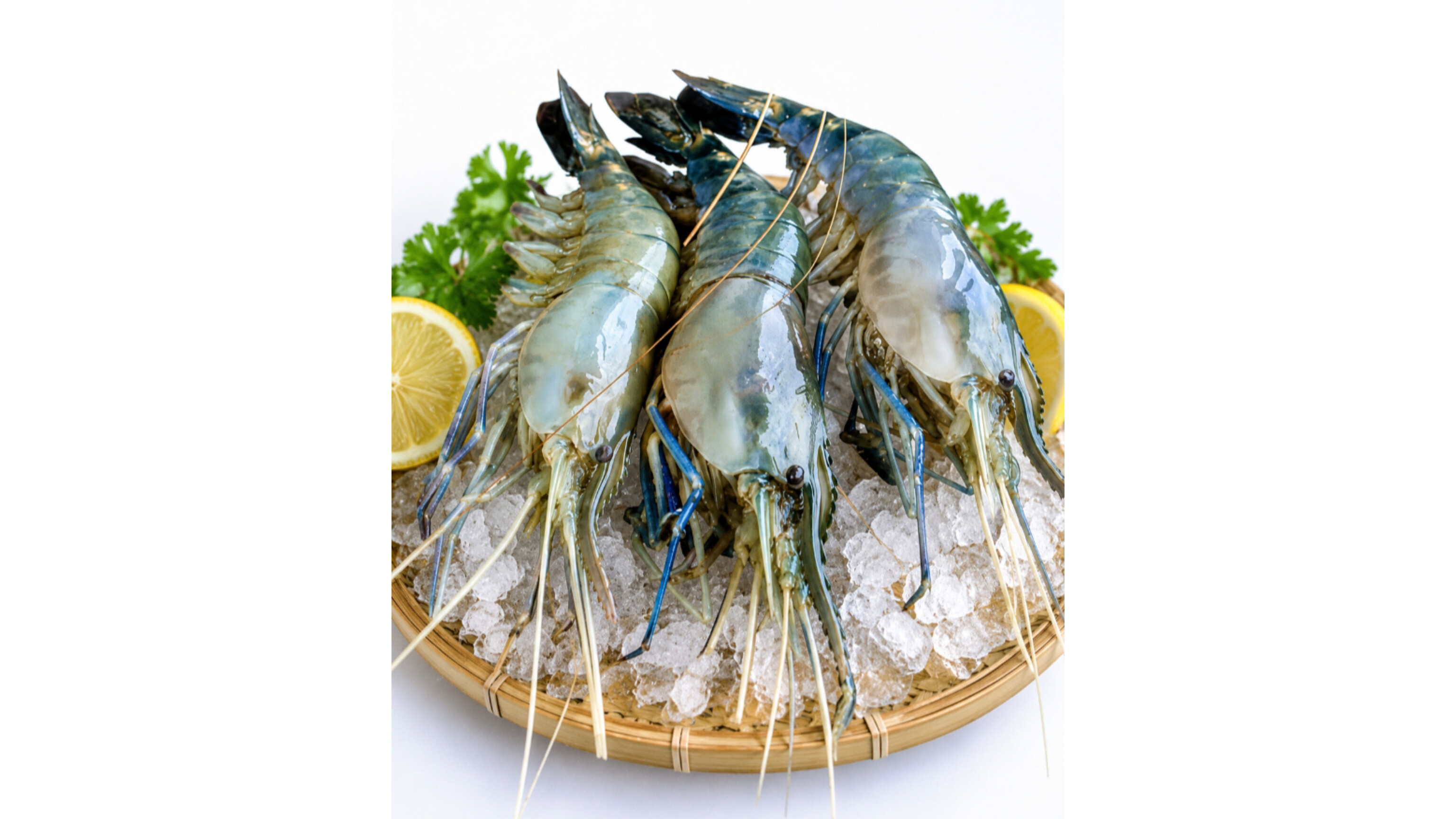 Golda Chingri Shrimp Fish