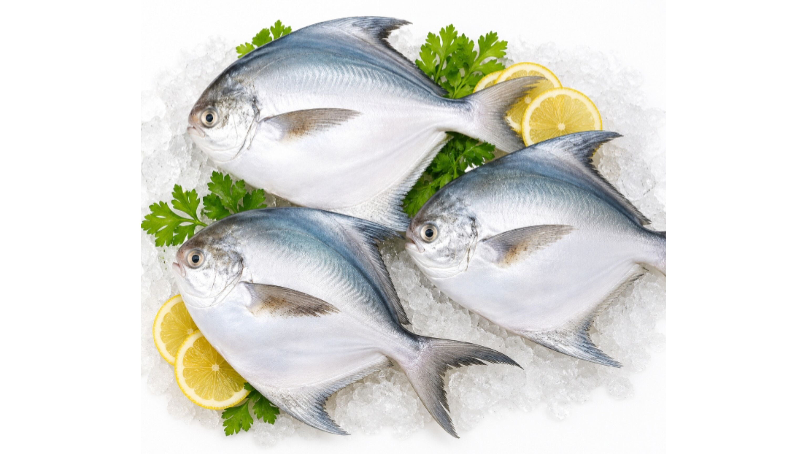 Pomfret Fish