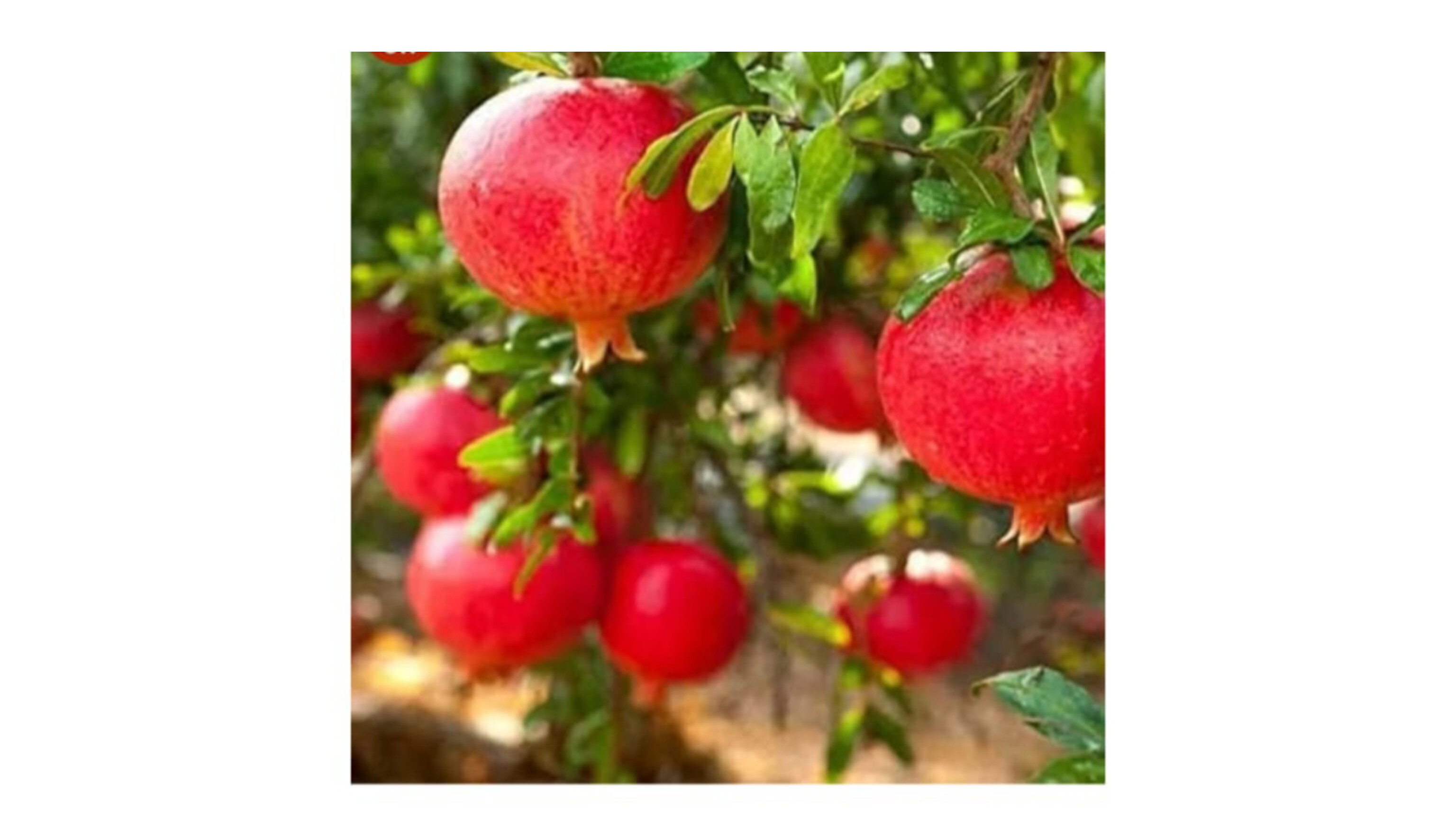 Pomegranate