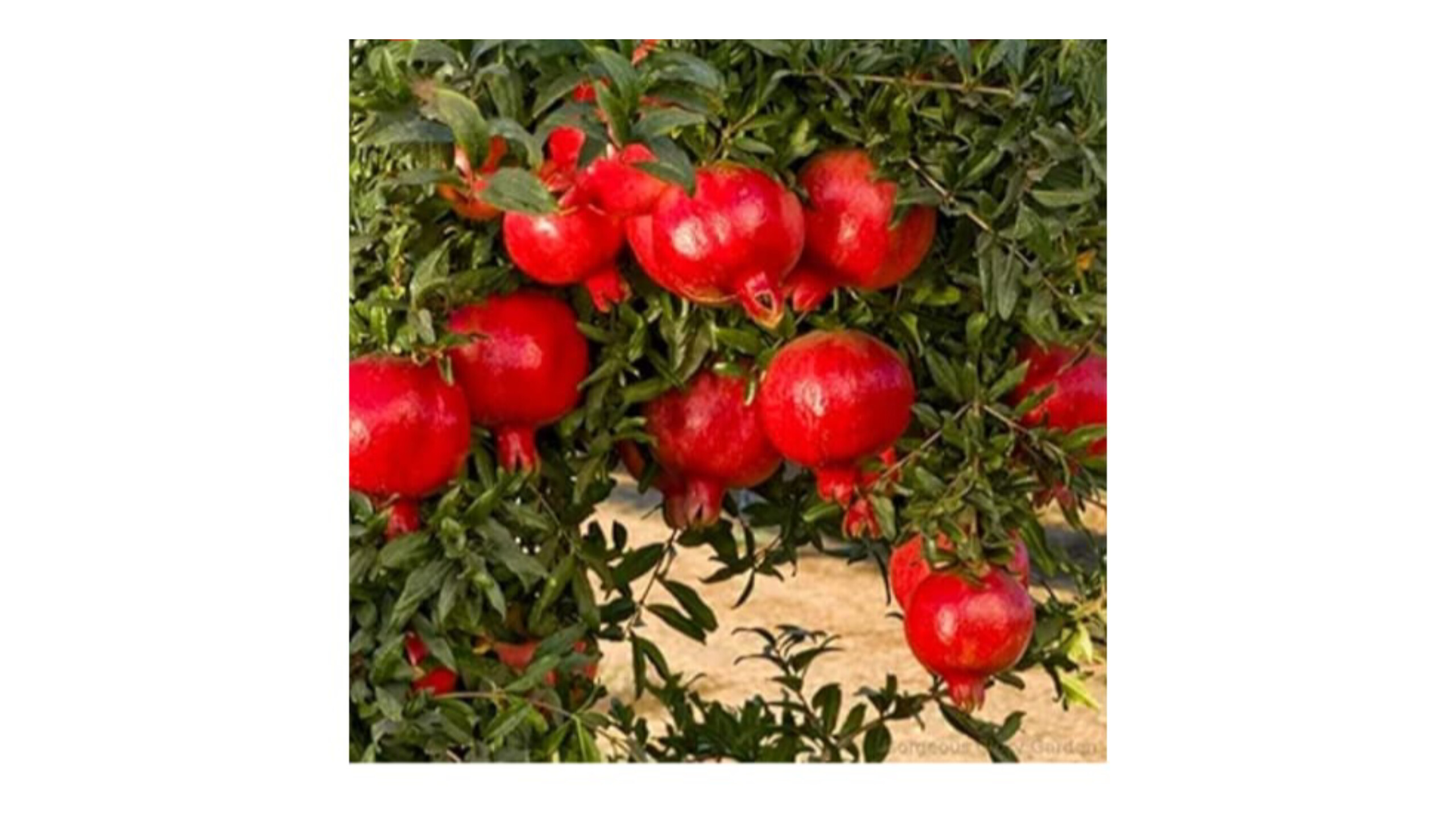 Pomegranate