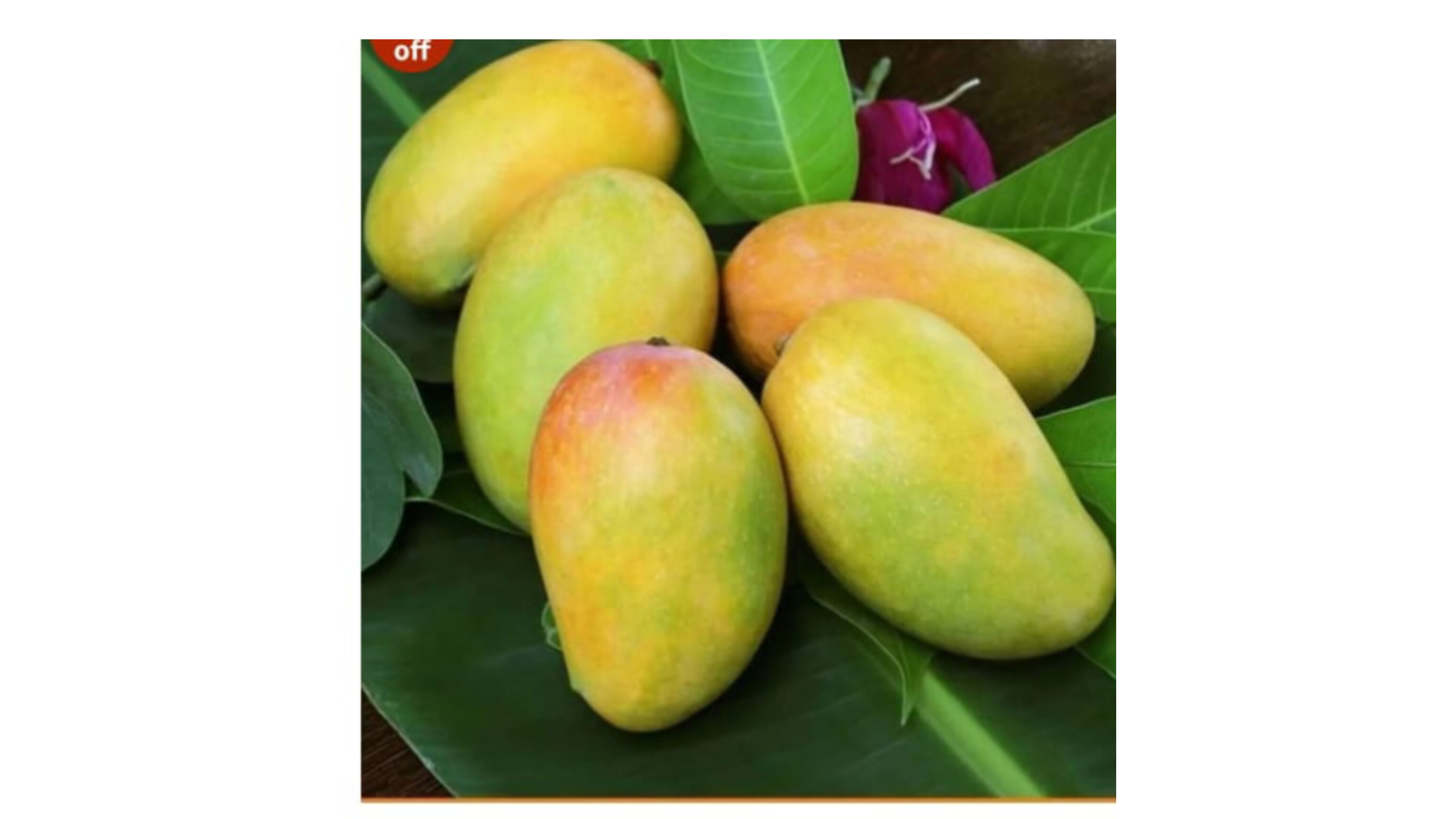 Mango