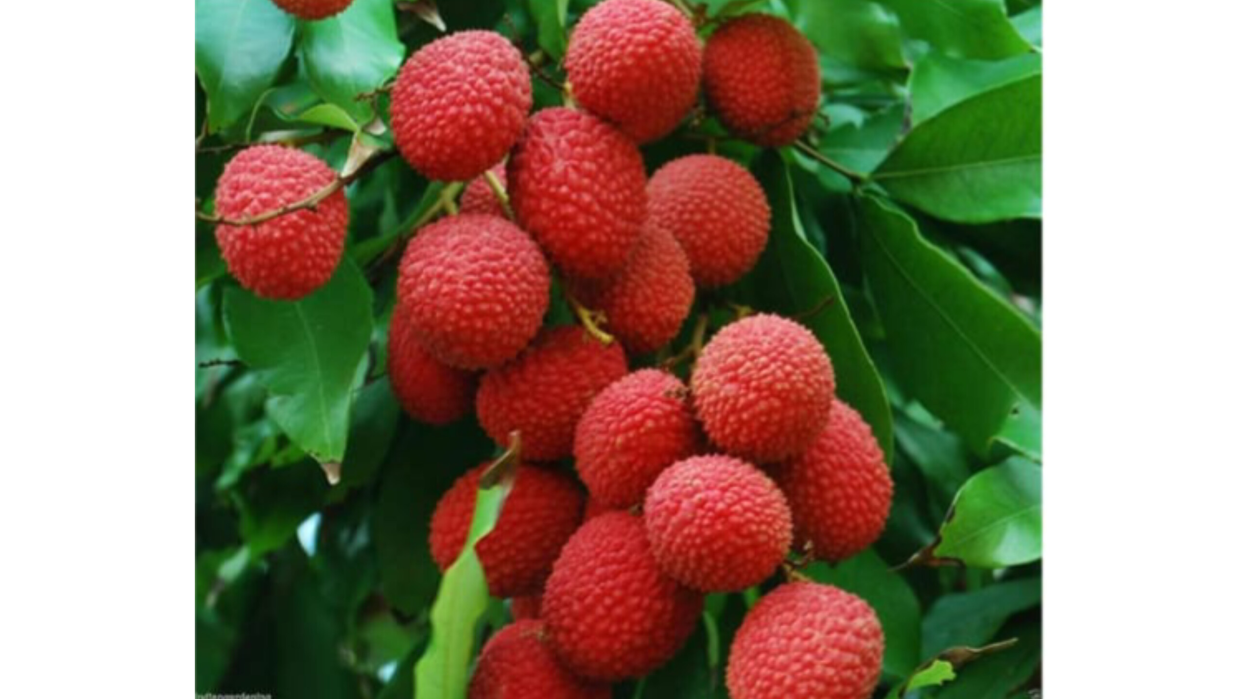 Litchi