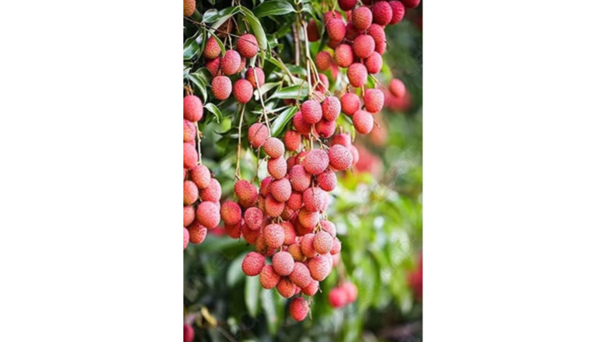 Litchi