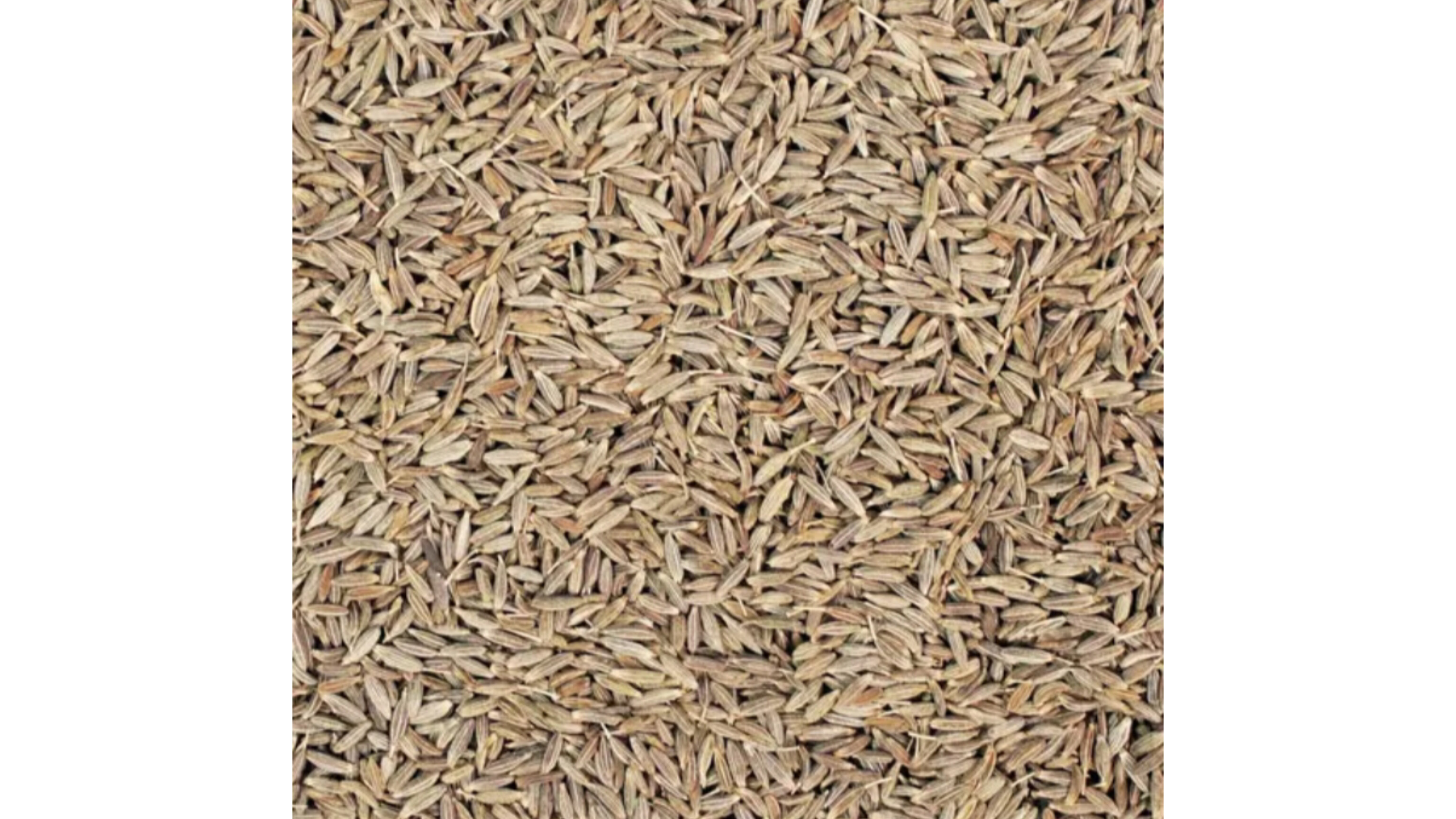 Whole Jeera ( গোটা জিরে )