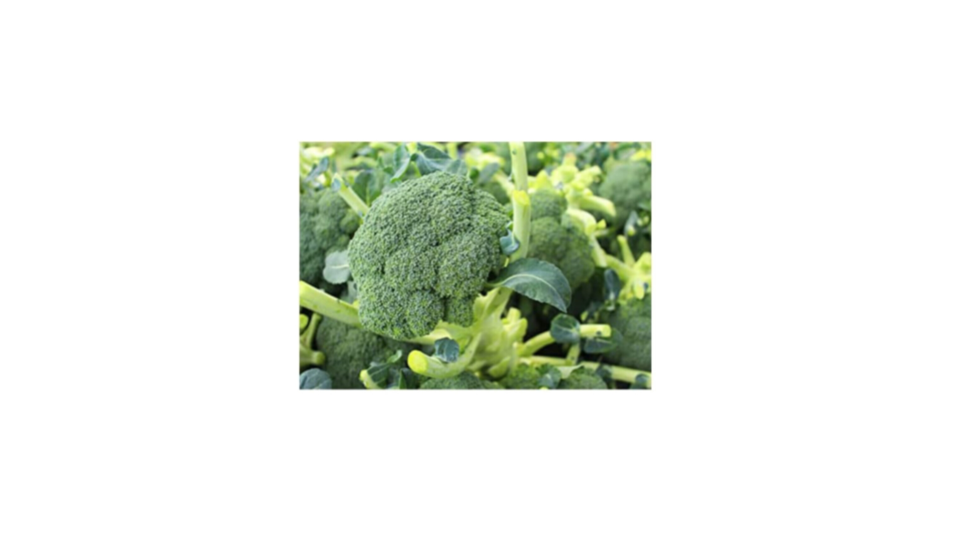 Broccoli