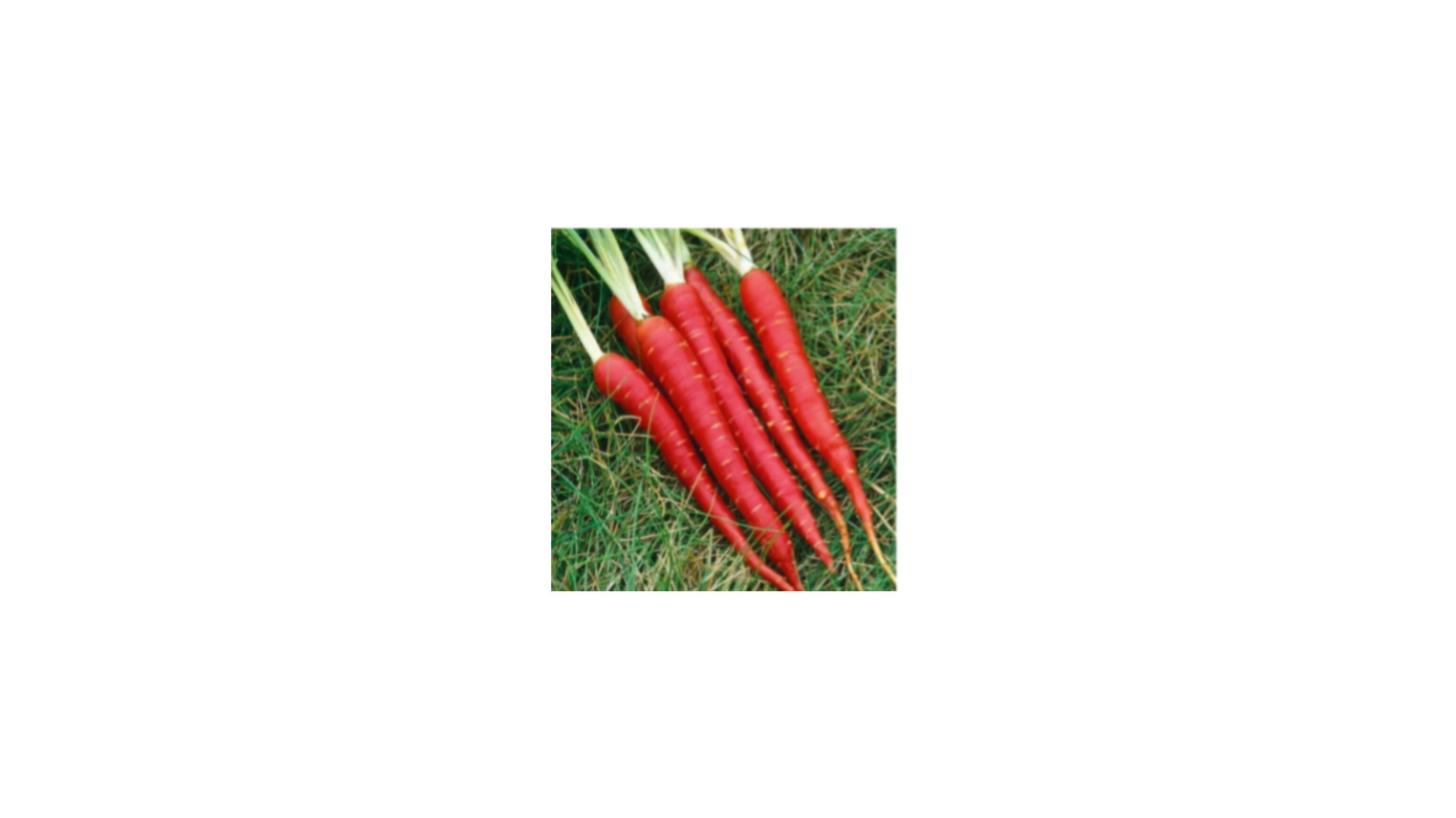 Desi Red Carrot
