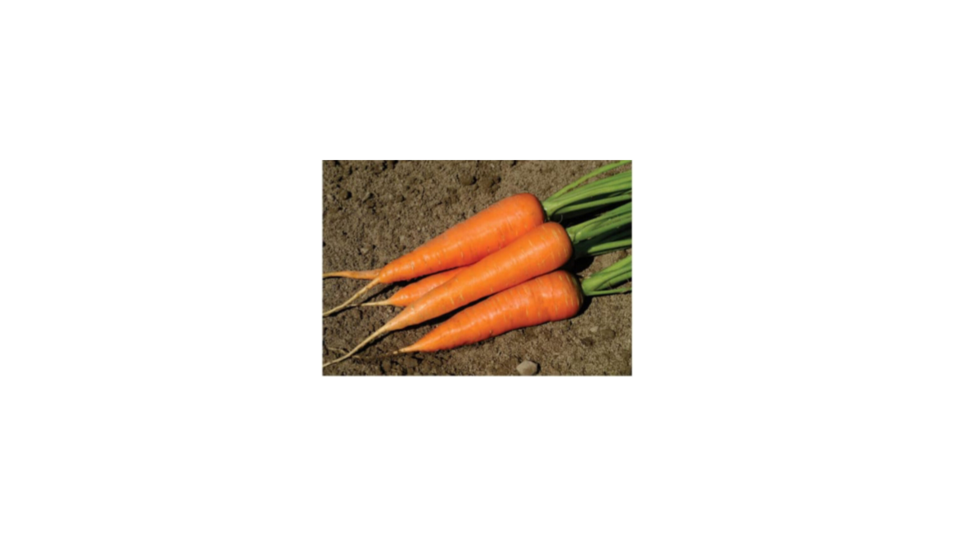 Carrot