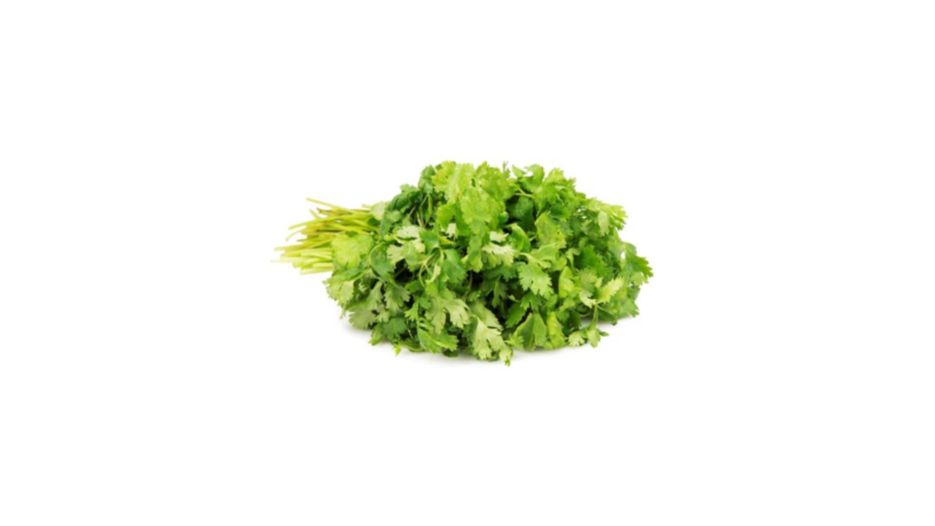 Coriander Leaves